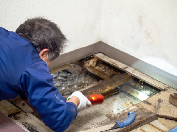 Best Toxic Mold Removal  in Avenal, CA