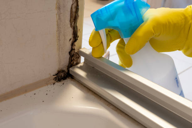 Best Black Mold Removal  in Avenal, CA