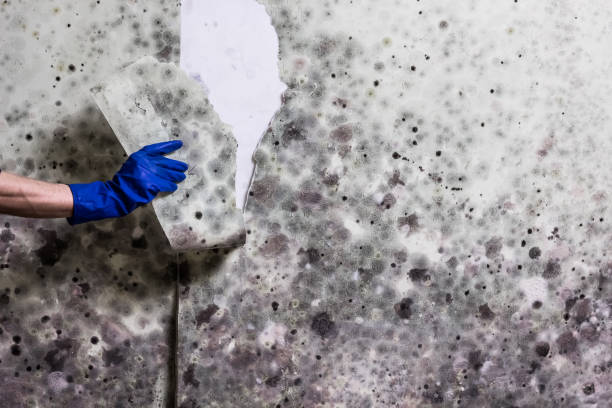 Best Commercial Mold Removal  in Avenal, CA