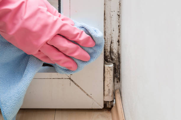 Best Residential Mold Removal  in Avenal, CA