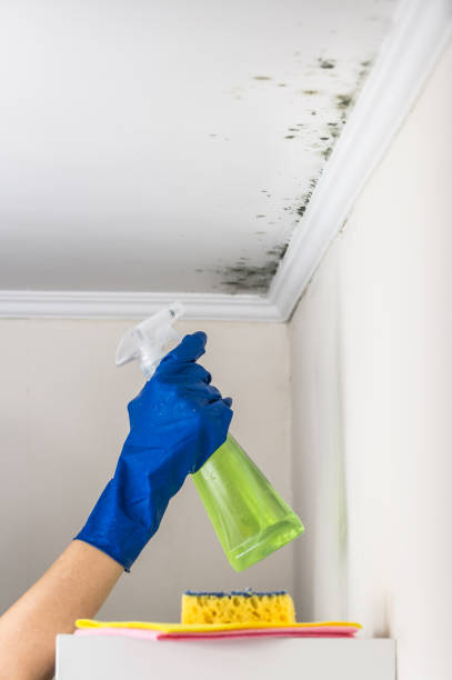 Best Mold Damage Repair  in Avenal, CA