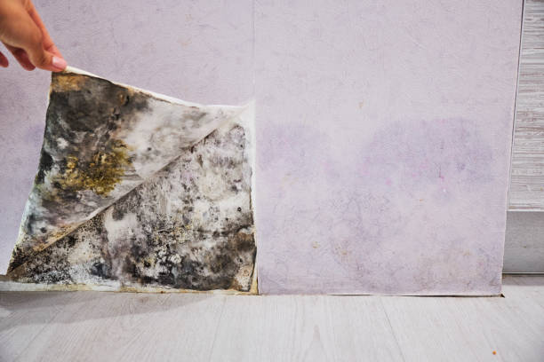 Trusted Avenal, CA Mold Removal Experts
